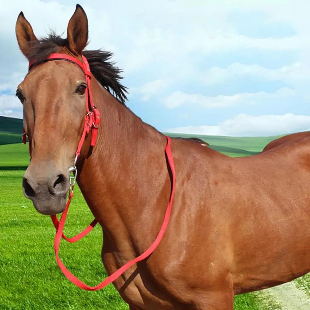 Adjustable Plush Padded Horse Halter - Training Equestrian Accessory with Buckle