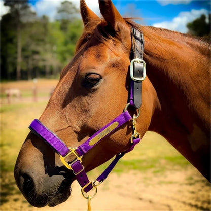 Custom Engraved Nameplate Set (2pcs) - Personalized Martingale Plates for Horse Bridles, Halters, Saddles & Dog Collars